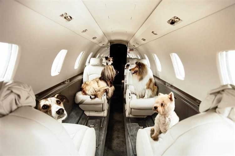 Перевозка животных в самолете услуги правила рекомендации